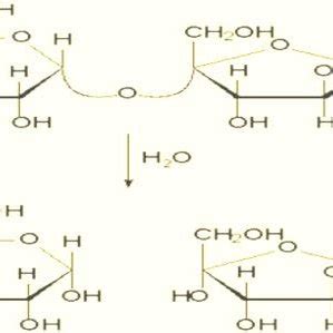 sucrose inversion research paper